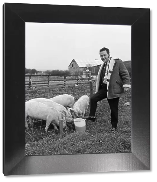 Pub landlord fattens his pigs on beer, New Marske. 1973