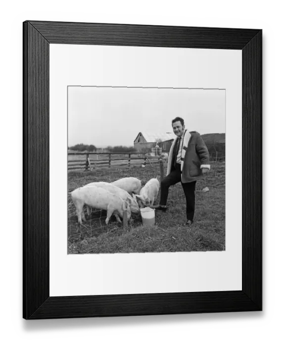 Framed Print : Pub landlord fattens his pigs on beer, New Marske. 1973 Framed Print : Pub landlord fattens his pigs on beer, New Marske. 1973