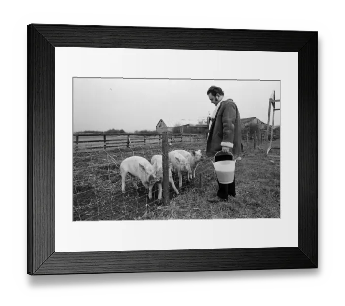Framed Print : Pub landlord fattens his pigs on beer, New Marske. 1973 Framed Print : Pub landlord fattens his pigs on beer, New Marske. 1973