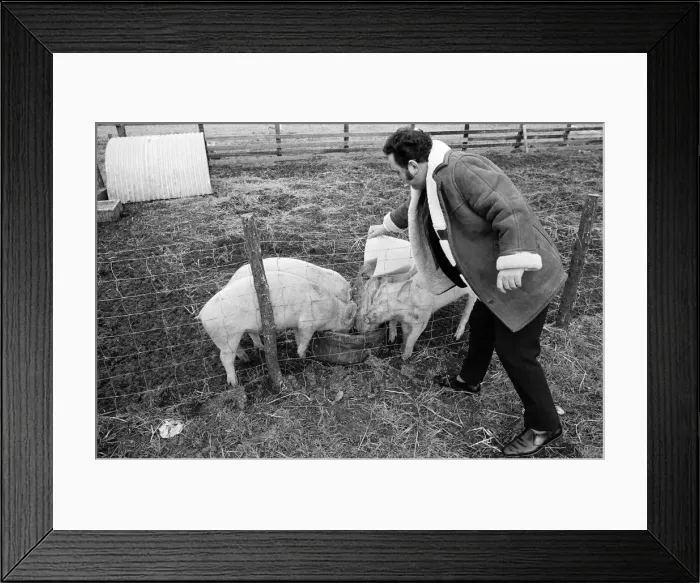Framed Print : Pub landlord fattens his pigs on beer, New Marske. 1973 Framed Print : Pub landlord fattens his pigs on beer, New Marske. 1973