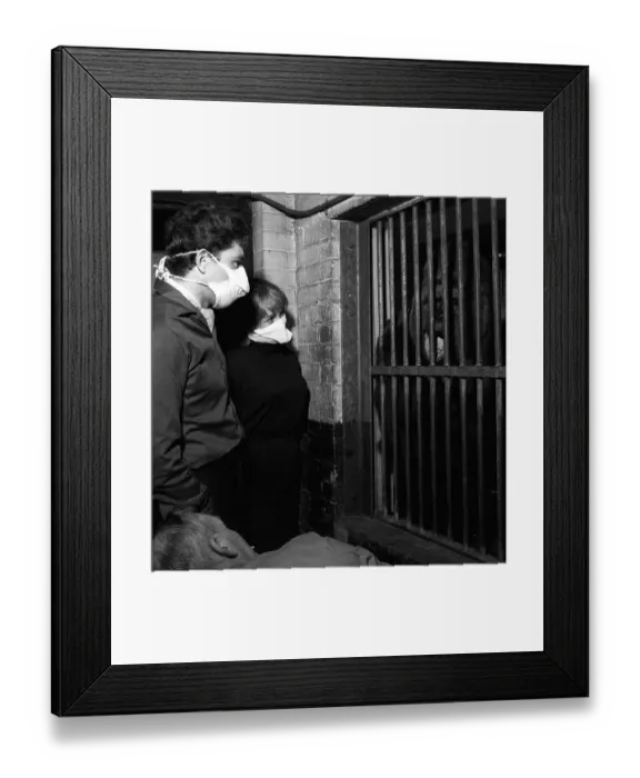 Framed Print : Gorilla Guy the 33 stone silver back Gorilla at London Zoo was being watched by film