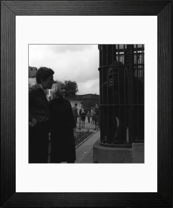 Framed Print : Guy the 33 stone male Silver back at Gorilla London Zoo 1964 Framed Print : Guy the 33 stone male Silver back at Gorilla London Zoo 1964