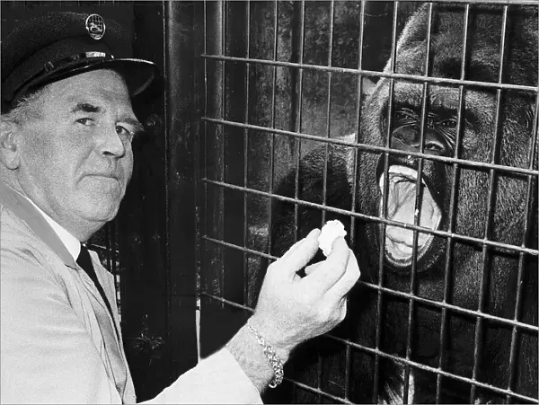 George Callard Headkeeper Of The Sobell Pavillion For Apes Dbase