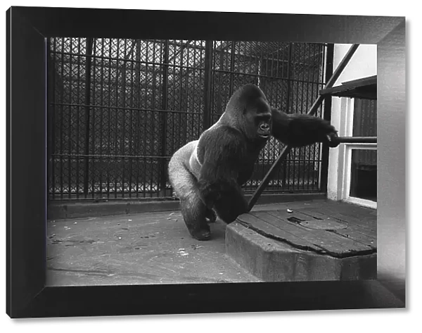 Guy the 33 stone Silver Back male Gorilla at London Zoo 1964