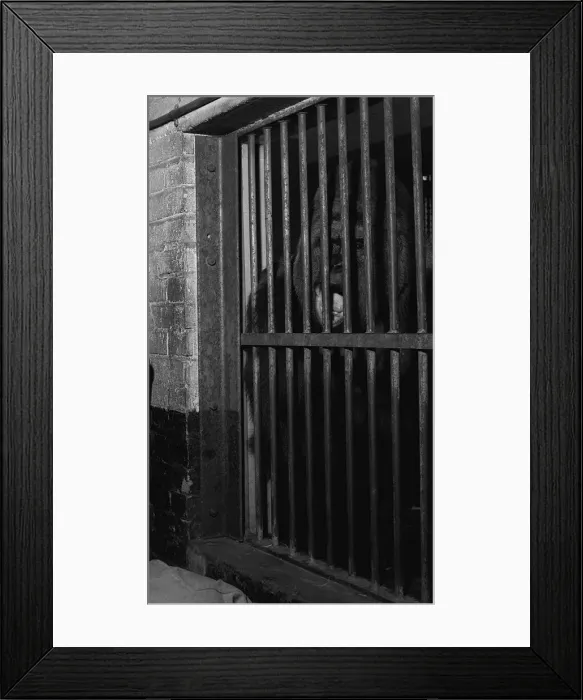Framed Print : Guy the 33 stone silver back Gorilla behind bars at the London Z00 Framed Print : Guy the 33 stone silver back Gorilla behind bars at the London Z00