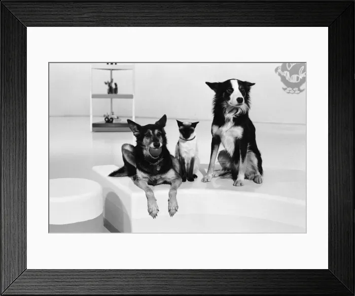 Framed Print : BBC televisions Blue Peter, childrens programme Framed Print : BBC televisions Blue Peter, childrens programme