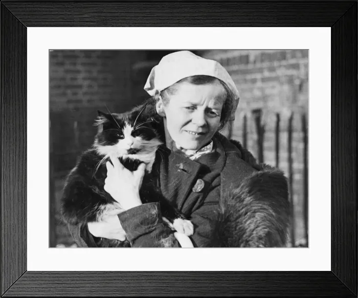 Framed Print : Bobby, a cat is eyes and ears to his mistress Miss Walker, of Chandos road, London Framed Print : Bobby, a cat is eyes and ears to his mistress Miss Walker, of Chandos road, London