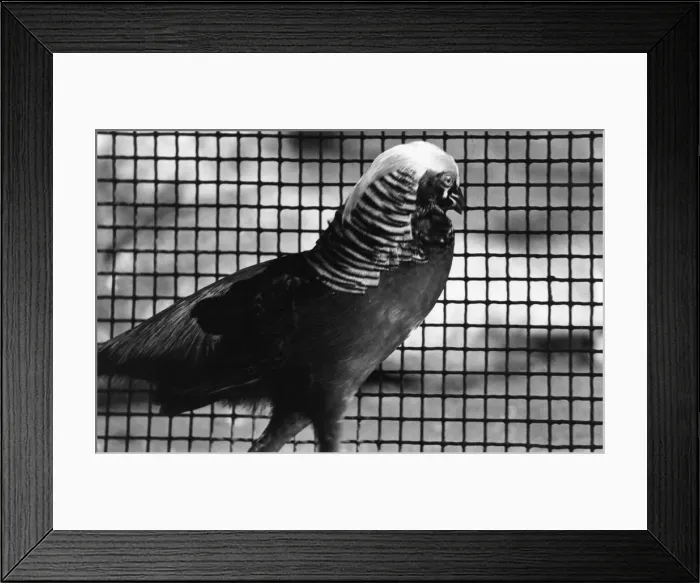 Framed Print : Golden Pheasant at Sefton Park Aviary, Liverpool, 12th October 1977 Framed Print : Golden Pheasant at Sefton Park Aviary, Liverpool, 12th October 1977