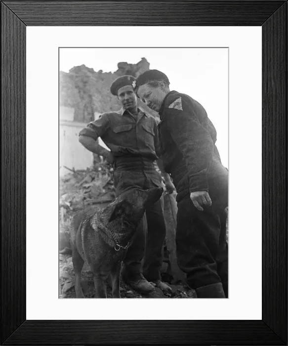 Framed Print : Imra the Alsatian, one of Londons search and rescue dogs seen here searching for Framed Print : Imra the Alsatian, one of Londons search and rescue dogs seen here searching for