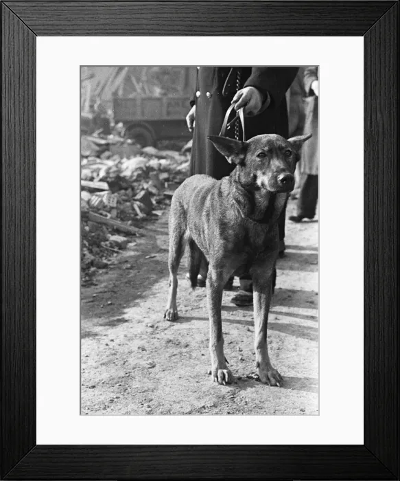 Framed Print : Imra the Alsatian, one of Londons search and rescue dogs seen here searching for