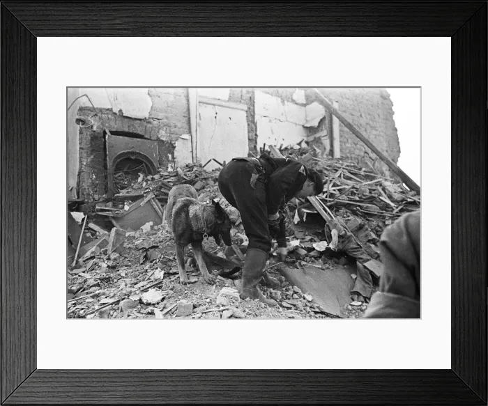 Framed Print : Imra the Alsatian, one of Londons search and rescue dogs seen here searching for Framed Print : Imra the Alsatian, one of Londons search and rescue dogs seen here searching for