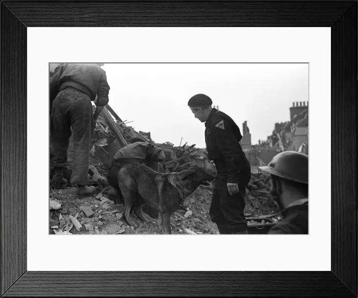 Framed Print : Imra the Alsatian, one of Londons search and rescue dogs seen here searching for Framed Print : Imra the Alsatian, one of Londons search and rescue dogs seen here searching for