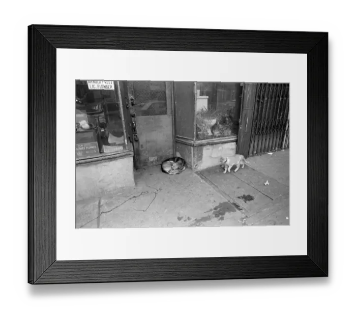 Framed Print : Street scene in New York. A dog curled up in a doorway, with a cat walking by Framed Print : Street scene in New York. A dog curled up in a doorway, with a cat walking by
