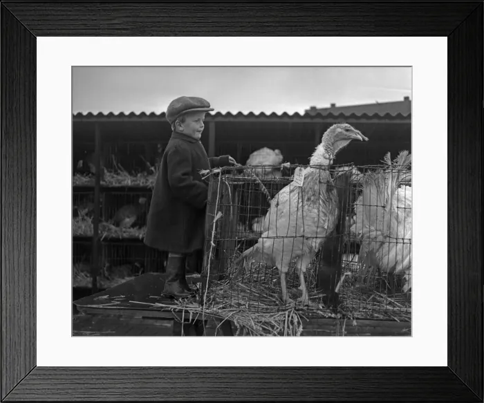 Framed Print : Turkeys destine for the Christmas Day table and a young farmers boy at the Cambridge Fat Framed Print : Turkeys destine for the Christmas Day table and a young farmers boy at the Cambridge Fat