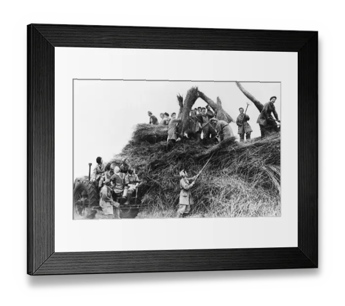 Framed Print : Land Army Girls stooking the corn in a Cambridge field. Circa 1939 Framed Print : Land Army Girls stooking the corn in a Cambridge field. Circa 1939