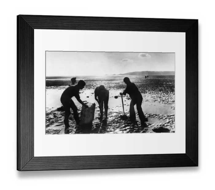 Framed Print : Swansea Bay. Naturalists dig up spartina grass which is threatening to reinvest