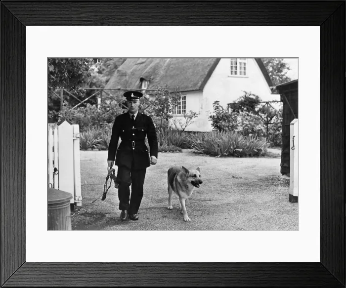 Framed Print : A police dog with handler in Cambridge, 1965