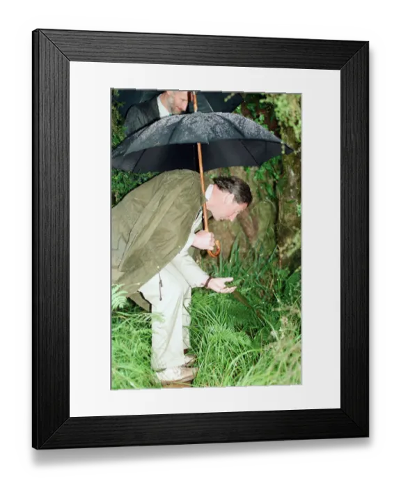 Framed Print : Prince Charles in the rain on the Kahikatea Walk, Lake Kaniere conservation area