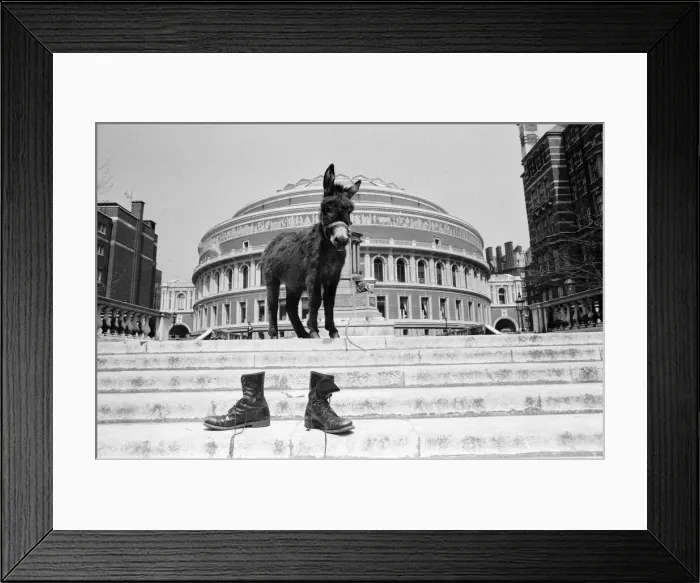 Framed Print : American pop group called Funkadelic have been banned from performing Framed Print : American pop group called Funkadelic have been banned from performing