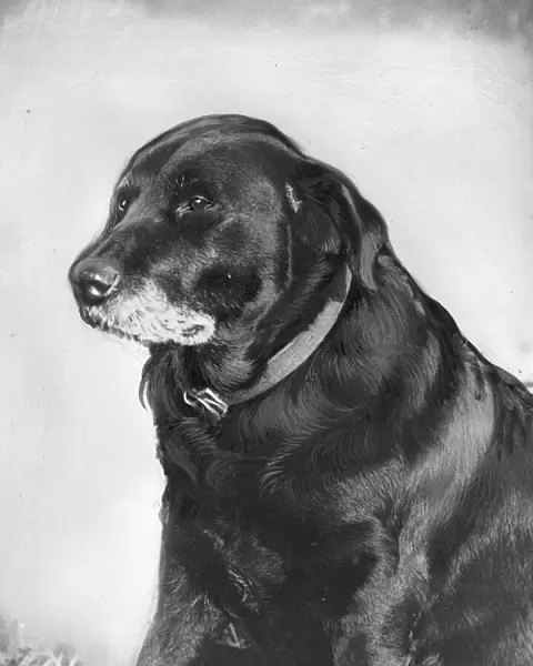 Nelly Bligh, the dog. This dog, called Nelly Bligh, owned by Mr Mallion
