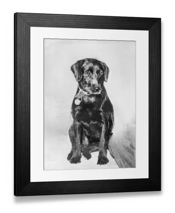 Framed Print : Peter the dog. Story : Little Peggy Norton owes her life to Peter the dog Framed Print : Peter the dog. Story : Little Peggy Norton owes her life to Peter the dog