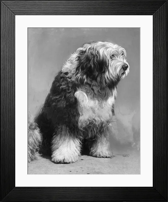 Framed Print : Prince, the dog. Awarded a Daily Mirror Gugnunc Collar for Brave Dogs Owned by Mr