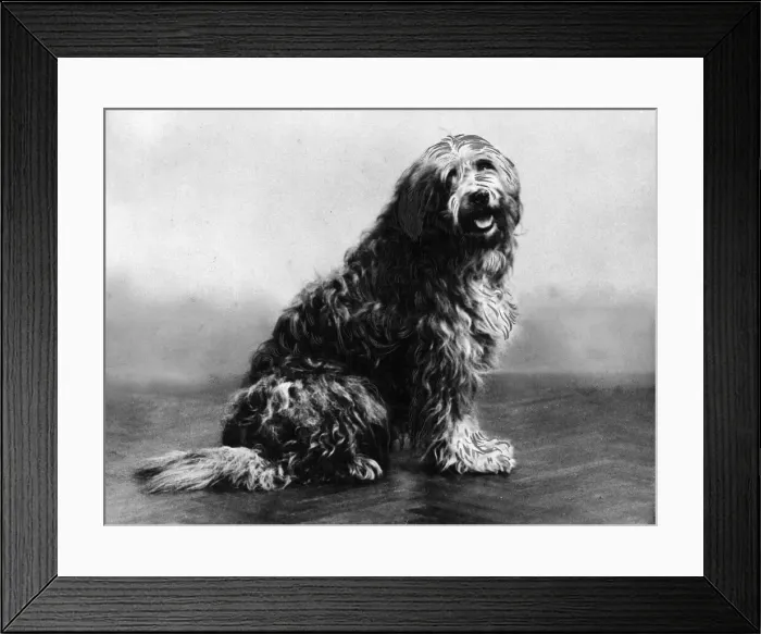 Framed Print : Prince, the dog. Awarded a Daily Mirror Gugnunc Collar for Brave Dogs Owned by Mr Framed Print : Prince, the dog. Awarded a Daily Mirror Gugnunc Collar for Brave Dogs Owned by Mr