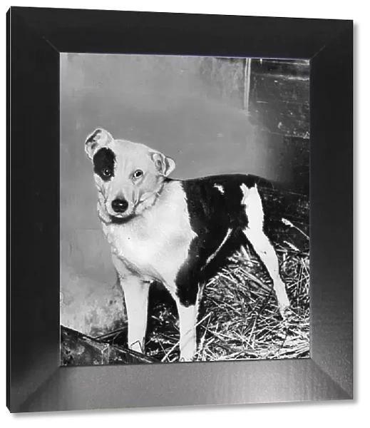 Bob, the dog. Story: A terrier which, with his master, Mr Joseph Hyde