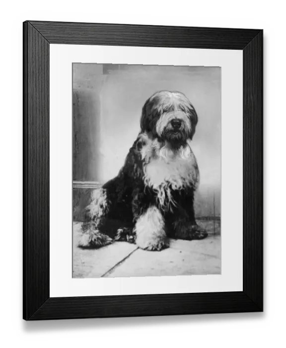 Framed Print : Moffat Treasure, the dog. Moffat Treasure is an old English sheep dog