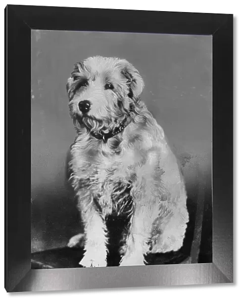Chum, the dog. Story : Mrs F Hadden and family, of Somers Road, Southsea