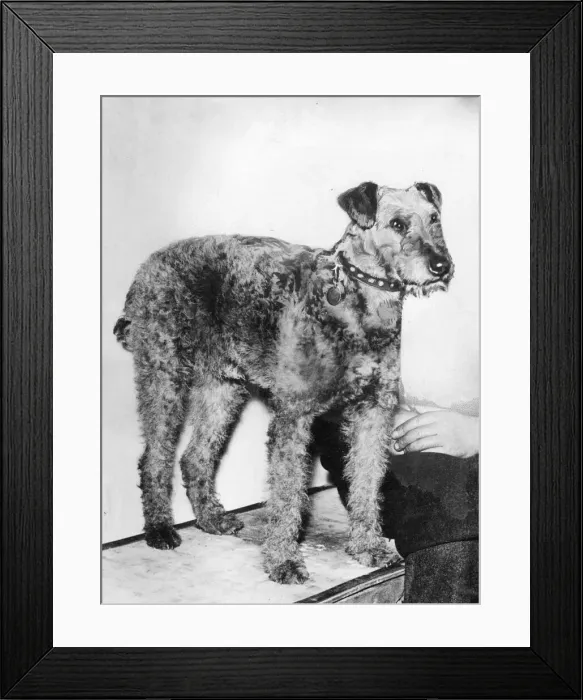 Framed Print : Pedro the dog. Owned by Mr J Longwell, Helendale, Cumbernauld, near Glasgow Framed Print : Pedro the dog. Owned by Mr J Longwell, Helendale, Cumbernauld, near Glasgow