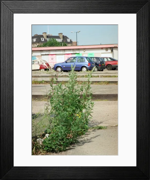 Framed Print : The Cattle Market in Newcastle. 24th June 1996 Framed Print : The Cattle Market in Newcastle. 24th June 1996