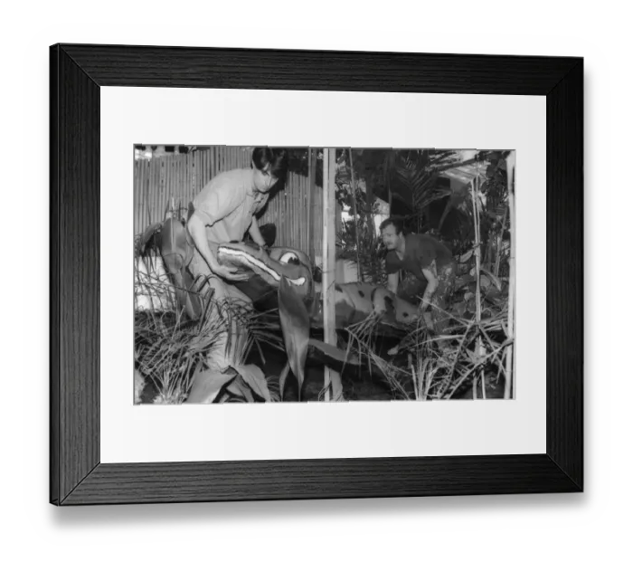 Framed Print : Gwyn Williams (left) and Fred Covell manoeuvred a fibreglass crocodile into place