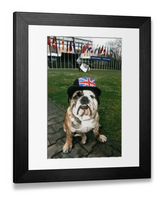 Framed Print : Hooker the British Bulldog, pictured outside the European Parliament in Strasbourg Framed Print : Hooker the British Bulldog, pictured outside the European Parliament in Strasbourg