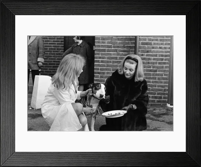 Framed Print : PDSA animal Christmas party. Pictured, Millicent Martin feeds one of the dogs Framed Print : PDSA animal Christmas party. Pictured, Millicent Martin feeds one of the dogs