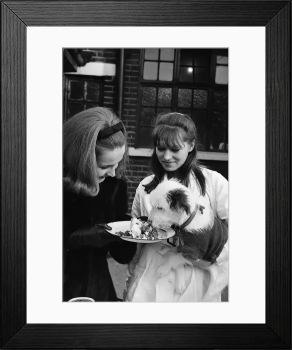 Framed Print : PDSA animal Christmas party. Pictured, Millicent Martin feeds one of the dogs Framed Print : PDSA animal Christmas party. Pictured, Millicent Martin feeds one of the dogs