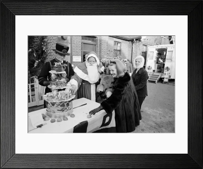 Framed Print : PDSA animal Christmas party. Pictured, Millicent Martin cuts the huge Christmas cake Framed Print : PDSA animal Christmas party. Pictured, Millicent Martin cuts the huge Christmas cake