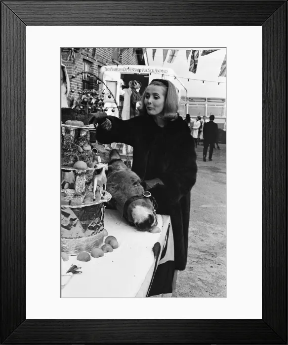 Framed Print : PDSA animal Christmas party. Pictured, Millicent Martin cuts the huge Christmas cake Framed Print : PDSA animal Christmas party. Pictured, Millicent Martin cuts the huge Christmas cake