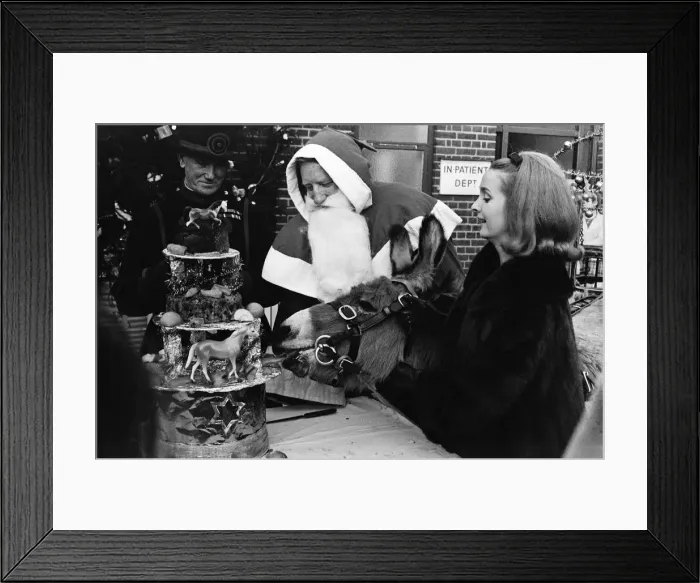 Framed Print : PDSA animal Christmas party. Pictured, Millicent Martin cuts the huge Christmas cake Framed Print : PDSA animal Christmas party. Pictured, Millicent Martin cuts the huge Christmas cake