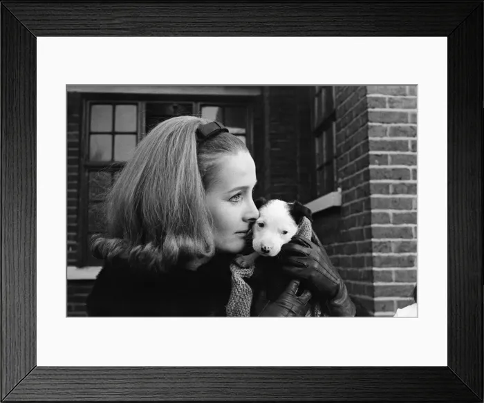 Framed Print : PDSA animal Christmas party. Pictured, Millicent Martin hold one of the dogs Framed Print : PDSA animal Christmas party. Pictured, Millicent Martin hold one of the dogs