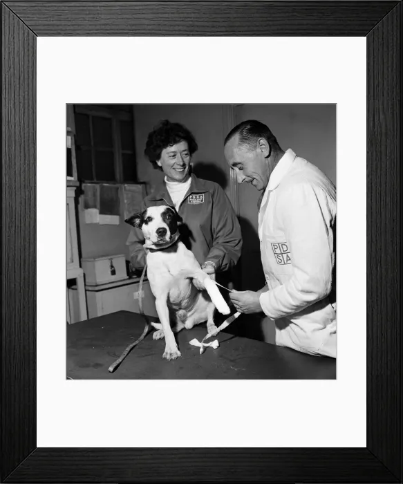 Framed Print : A dog having its injuries treated by the PDSA. It was picked up by a policeman Framed Print : A dog having its injuries treated by the PDSA. It was picked up by a policeman