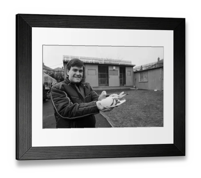 Framed Print : Pigeon fancier Albert Babington holding one of his pigeons Framed Print : Pigeon fancier Albert Babington holding one of his pigeons