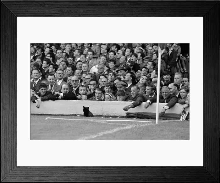 Framed Print : A cat interrups the English league division one match between Arsenal Framed Print : A cat interrups the English league division one match between Arsenal