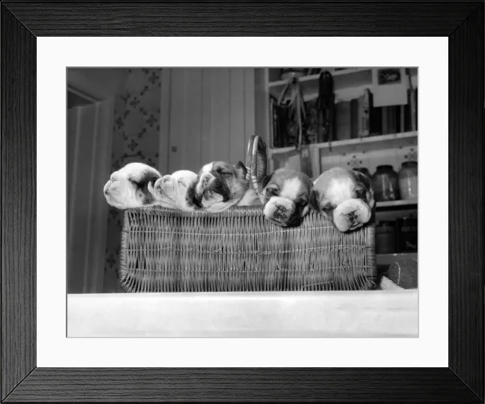Framed Print : Five bulldog pups peering out of their wicker basket at the home of their owners Framed Print : Five bulldog pups peering out of their wicker basket at the home of their owners