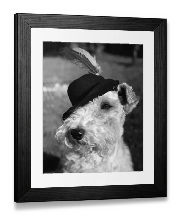 Framed Print : The dog who has a fancy for fancy dress. It isn t what you wear Framed Print : The dog who has a fancy for fancy dress. It isn t what you wear