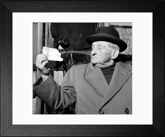 Framed Print : Eighty year old Ernest Jacobs of London with his pet bird Billy the Magpie at their home Framed Print : Eighty year old Ernest Jacobs of London with his pet bird Billy the Magpie at their home