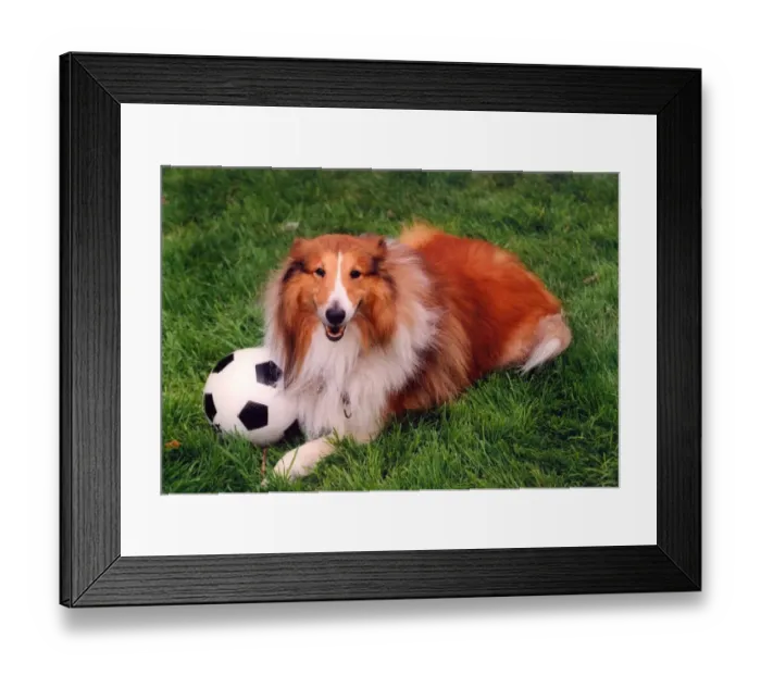 Framed Print : A footballing Collie dog