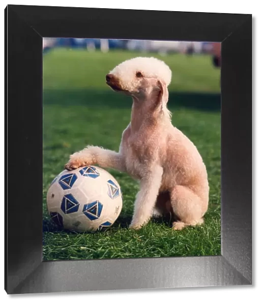 Ruby the football mad Bedlington Terrier