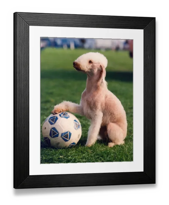 Framed Print : Ruby the football mad Bedlington Terrier
