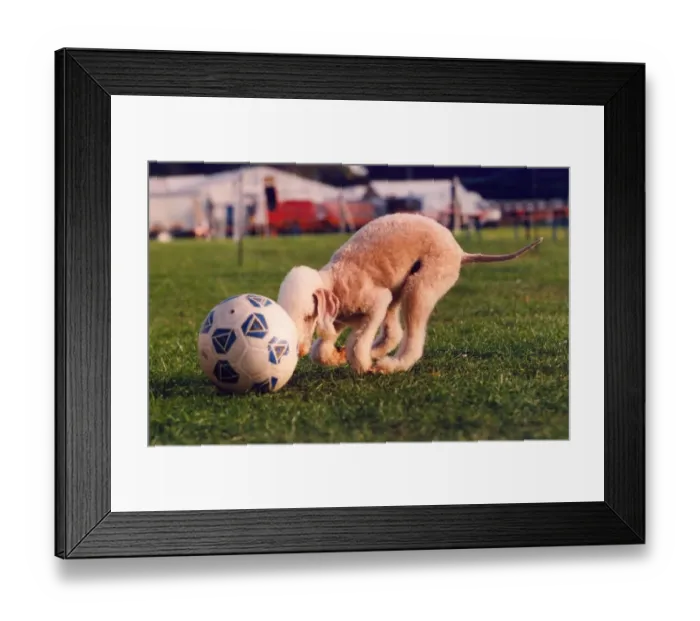 Framed Print : Ruby the football mad Bedlington Terrier